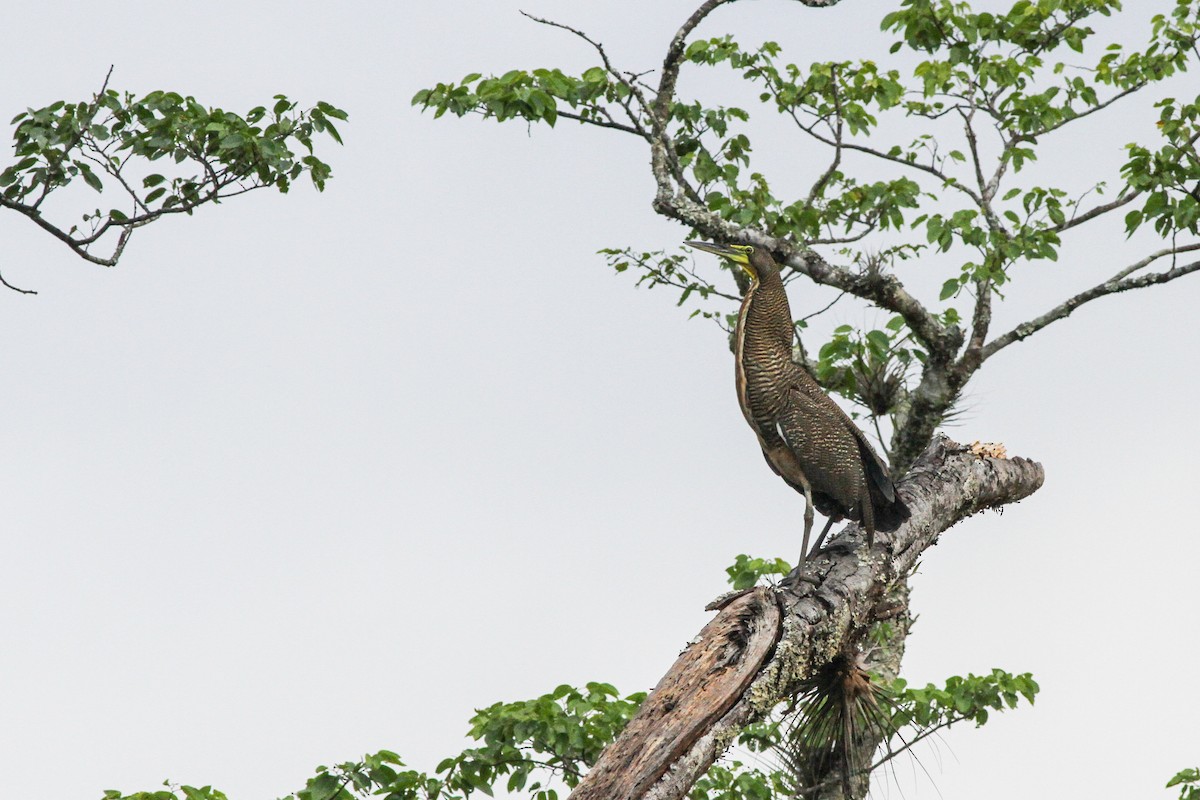 Bare-throated Tiger-Heron - ML632273674