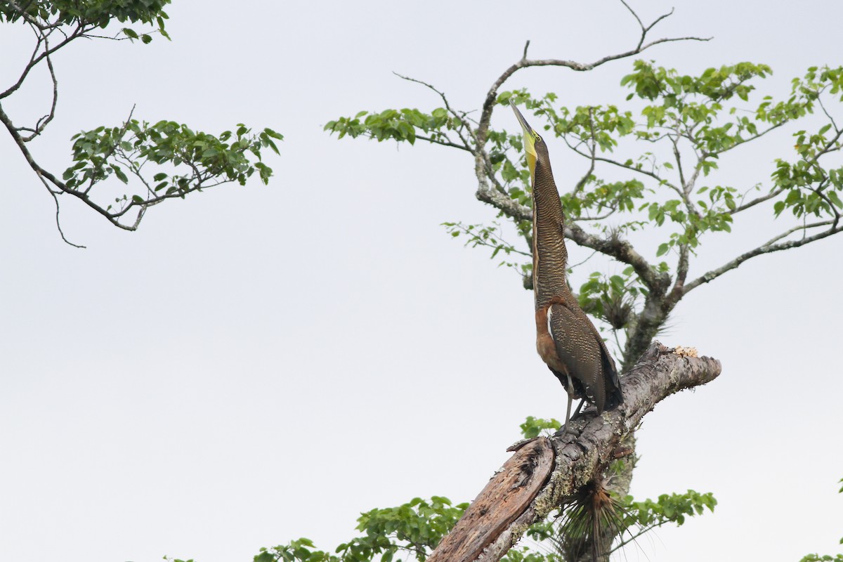 Bare-throated Tiger-Heron - ML632273675