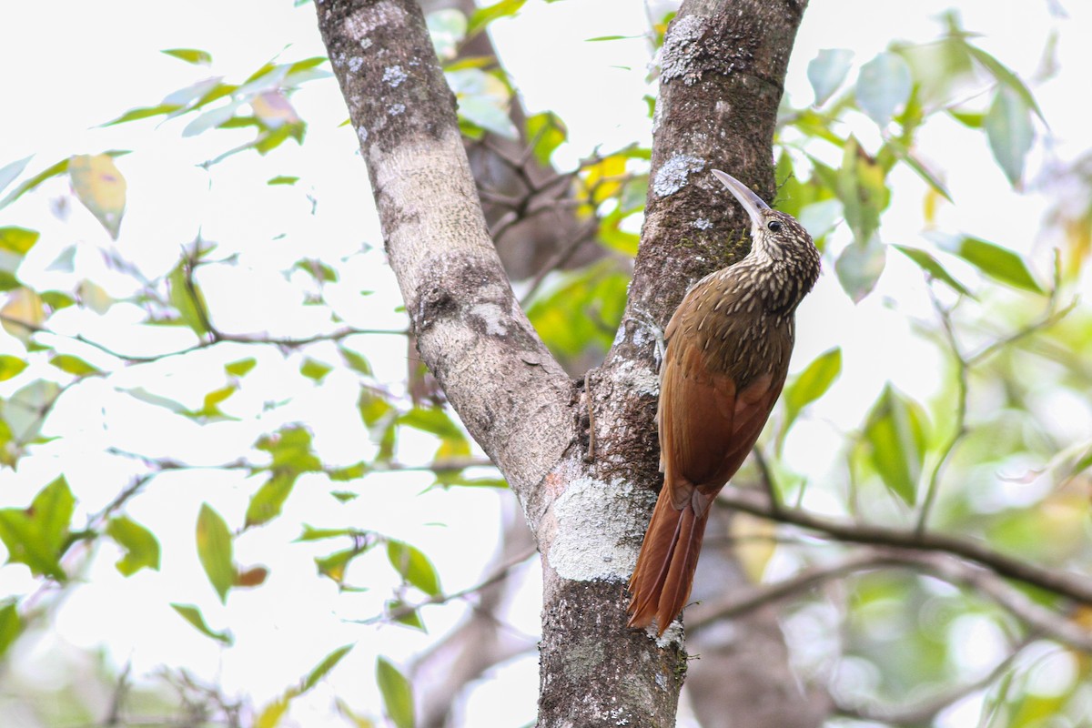Ivory-billed Woodcreeper - ML632273682