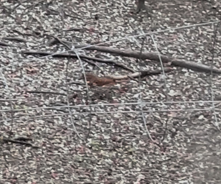 Fox Sparrow (Red) - ML632273687