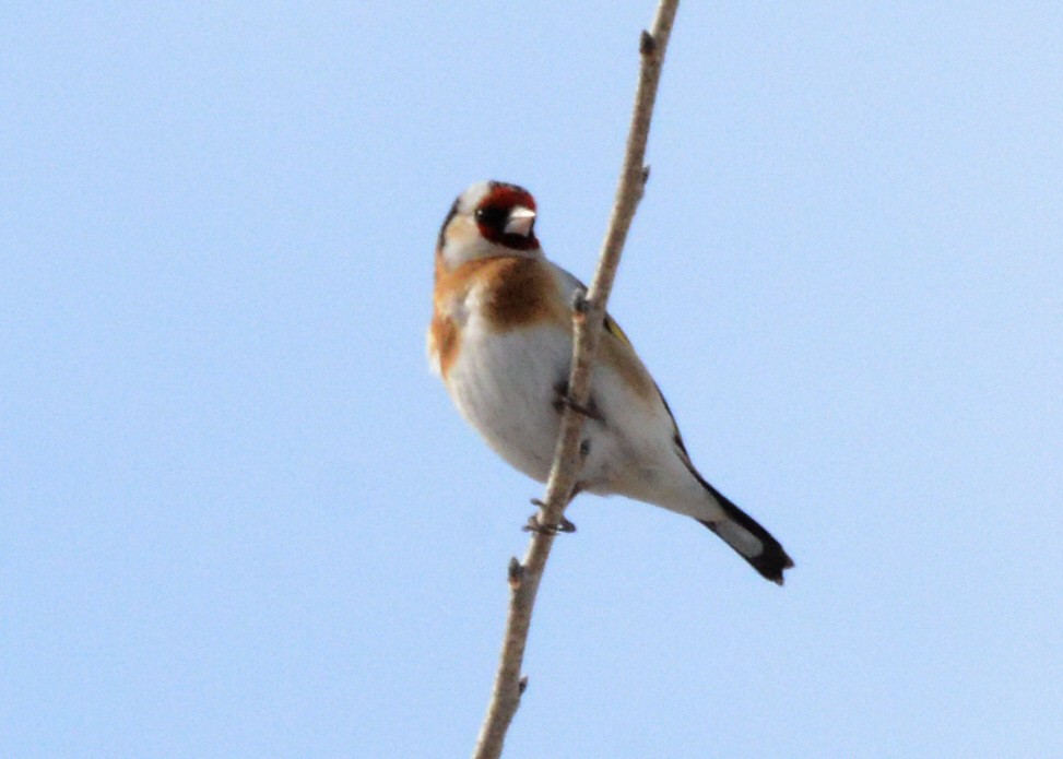 Бор бужирга - ML632273719