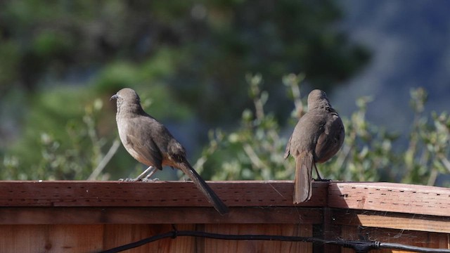 California Thrasher - ML632273793