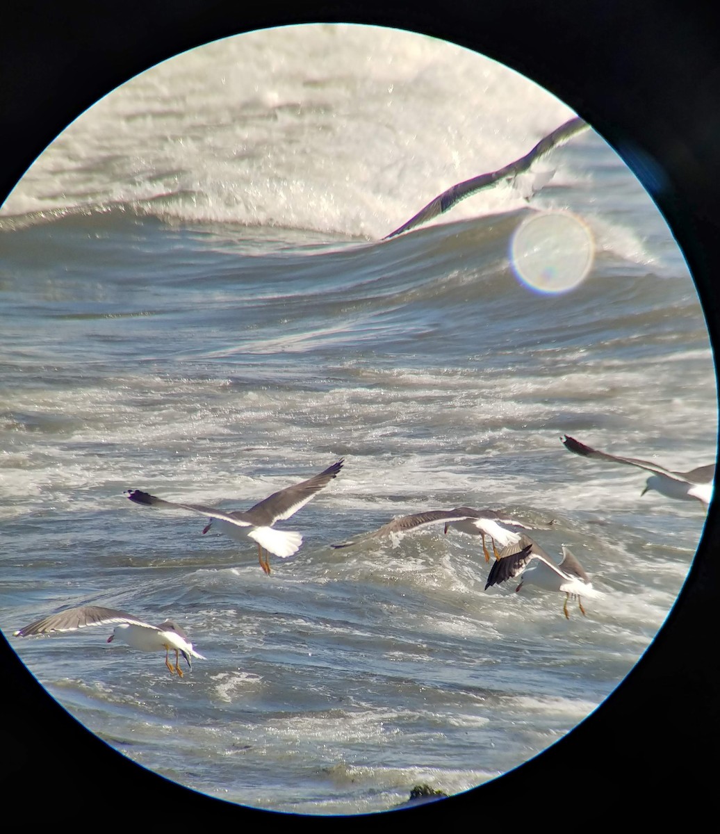 Lesser Black-backed Gull - ML632273797