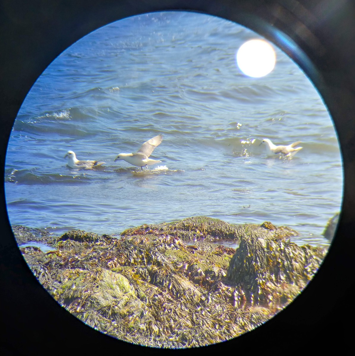 Northern Fulmar - ML632273804