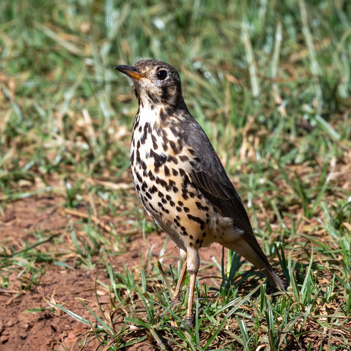 Ethiopian Thrush - ML632273809