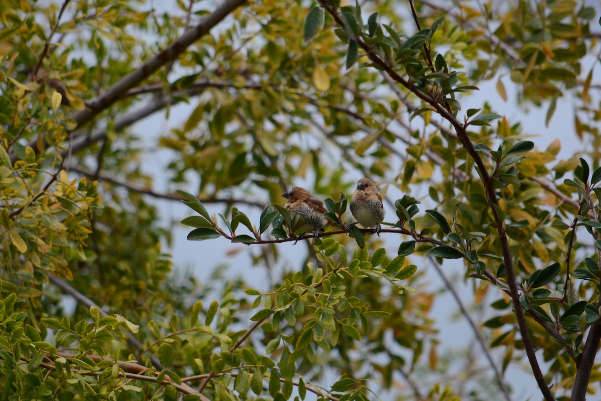 Scaly-breasted Munia - ML632273912