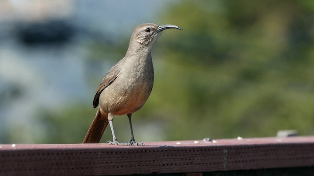 California Thrasher - ML632273968
