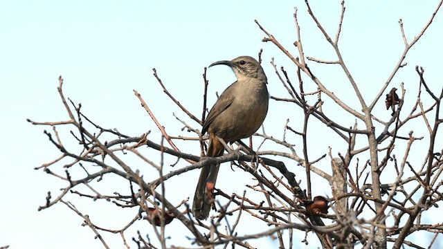 California Thrasher - ML632274065