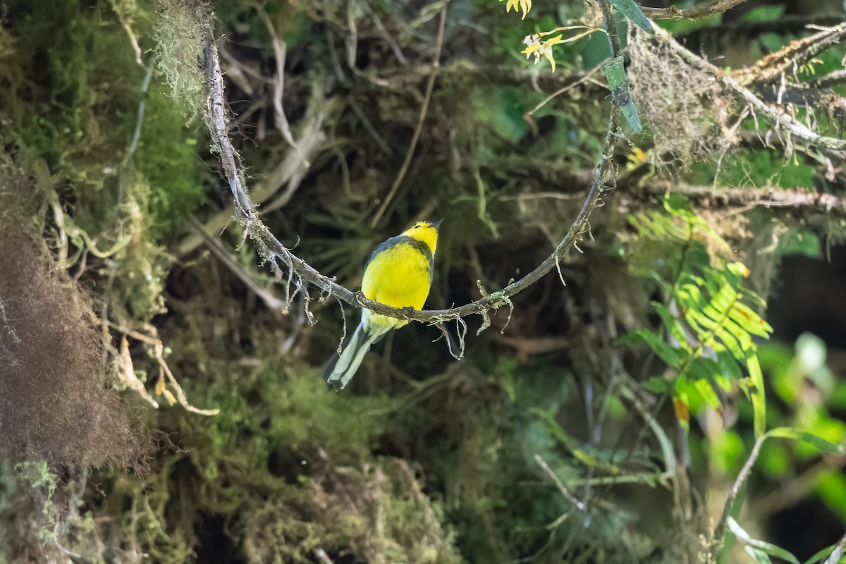 Collared Redstart - ML632274176