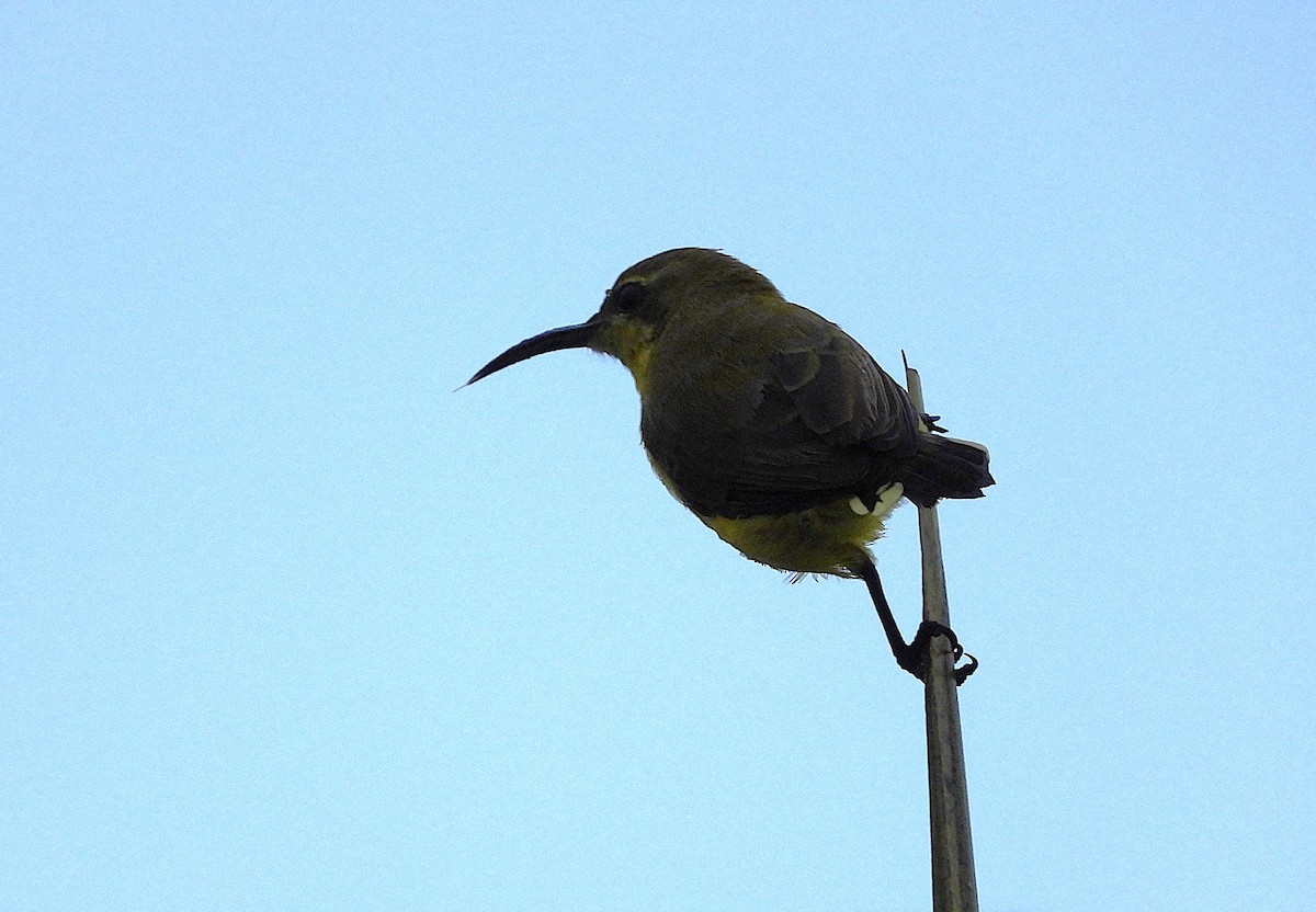 Sahul Sunbird - ML632274392