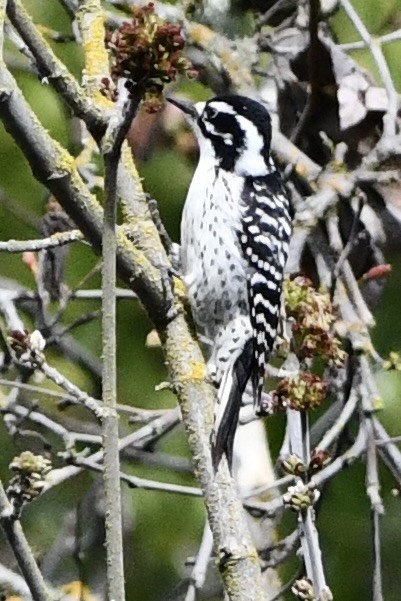 kaliforniaspett - ML632274399