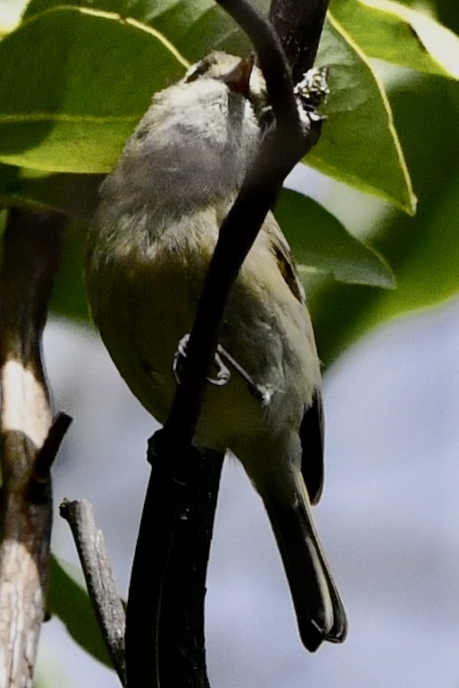 eikevireo - ML632274422