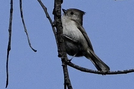 gråmeis - ML632274495