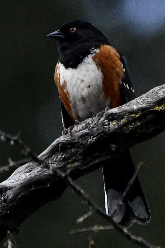 flekktovi - ML632274521