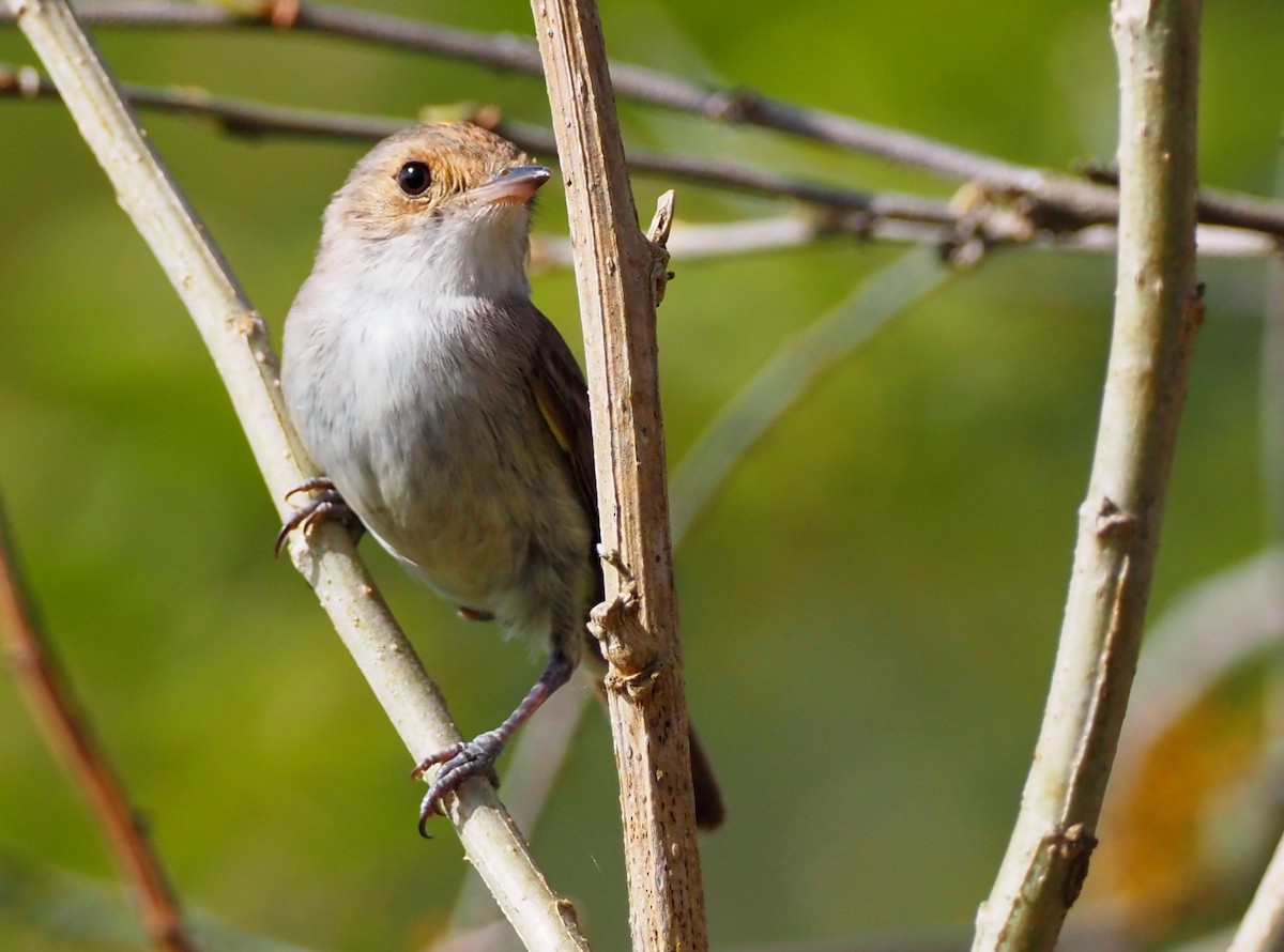 Fulvous-crowned Scrub-Tyrant - ML632274773