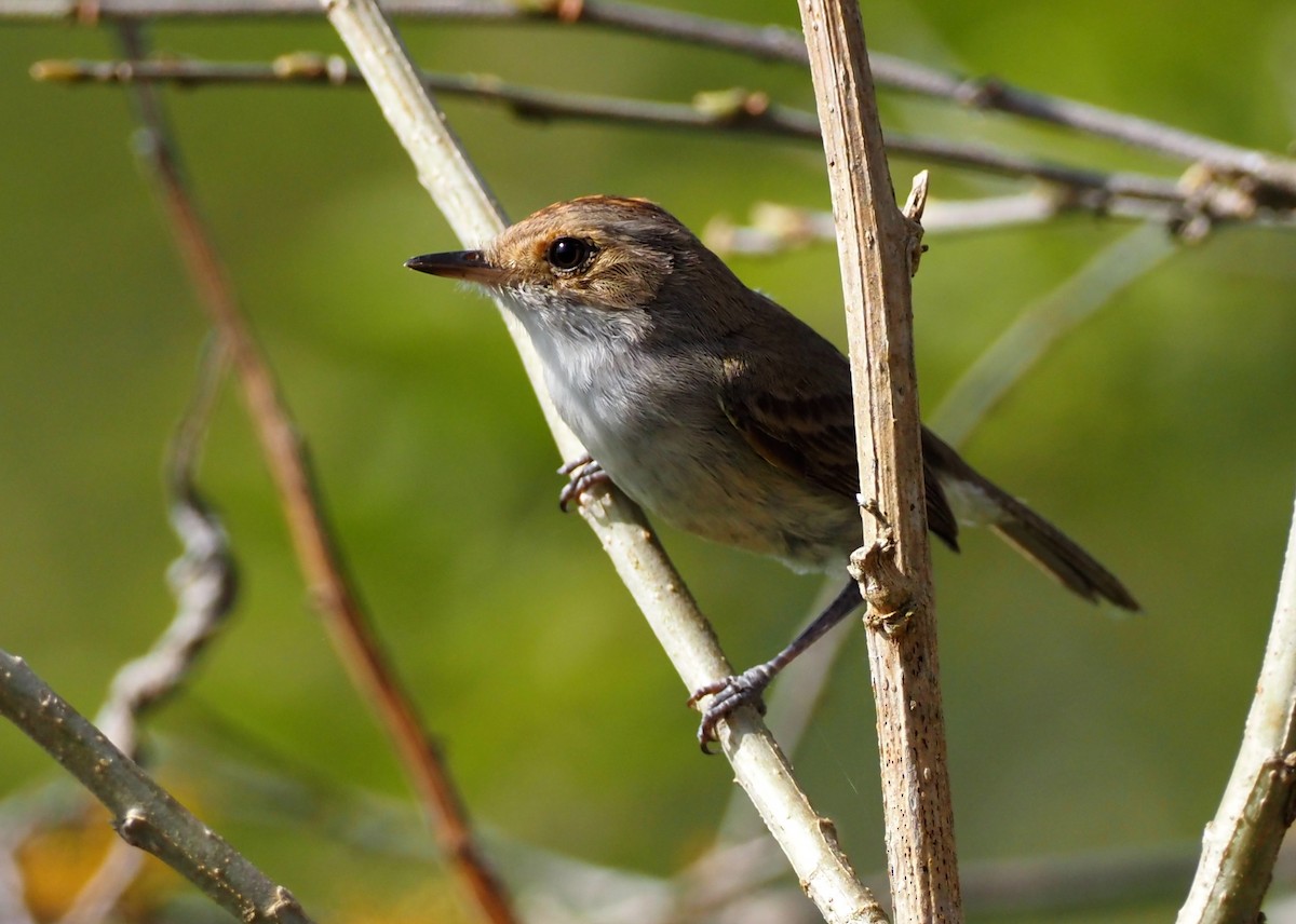 Fulvous-crowned Scrub-Tyrant - ML632274774
