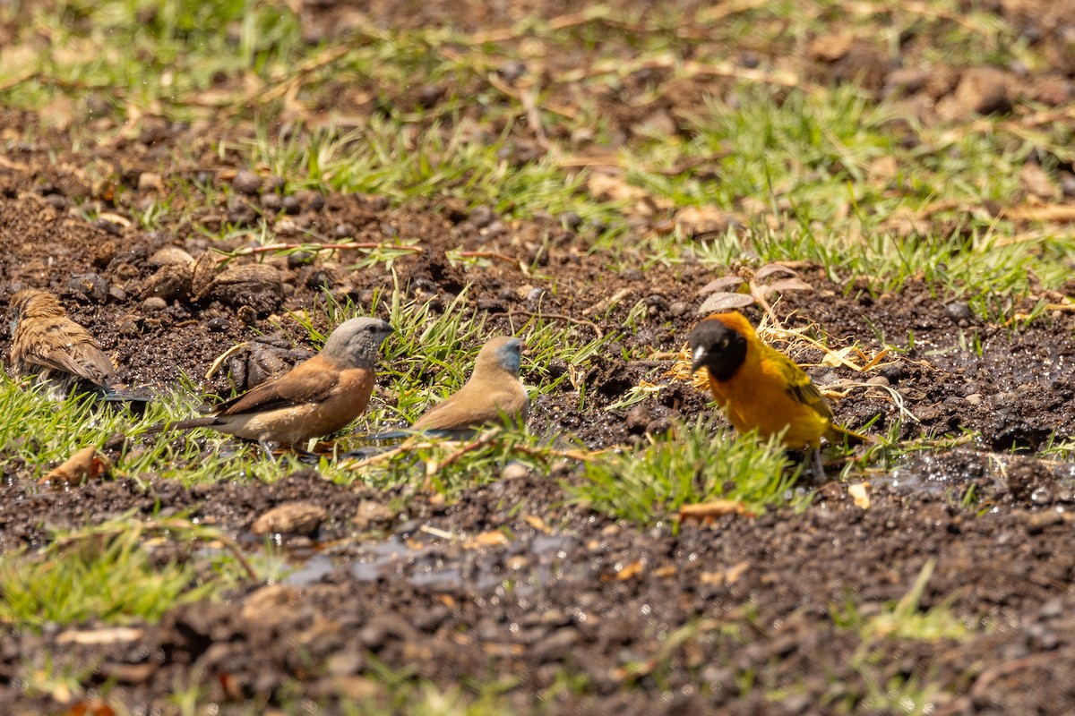 Gray-headed Silverbill - ML632274906