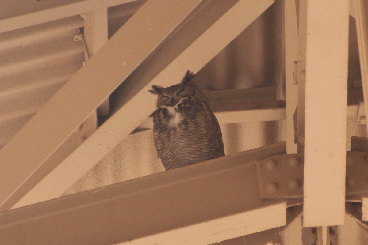 Great Horned Owl - ML632275130