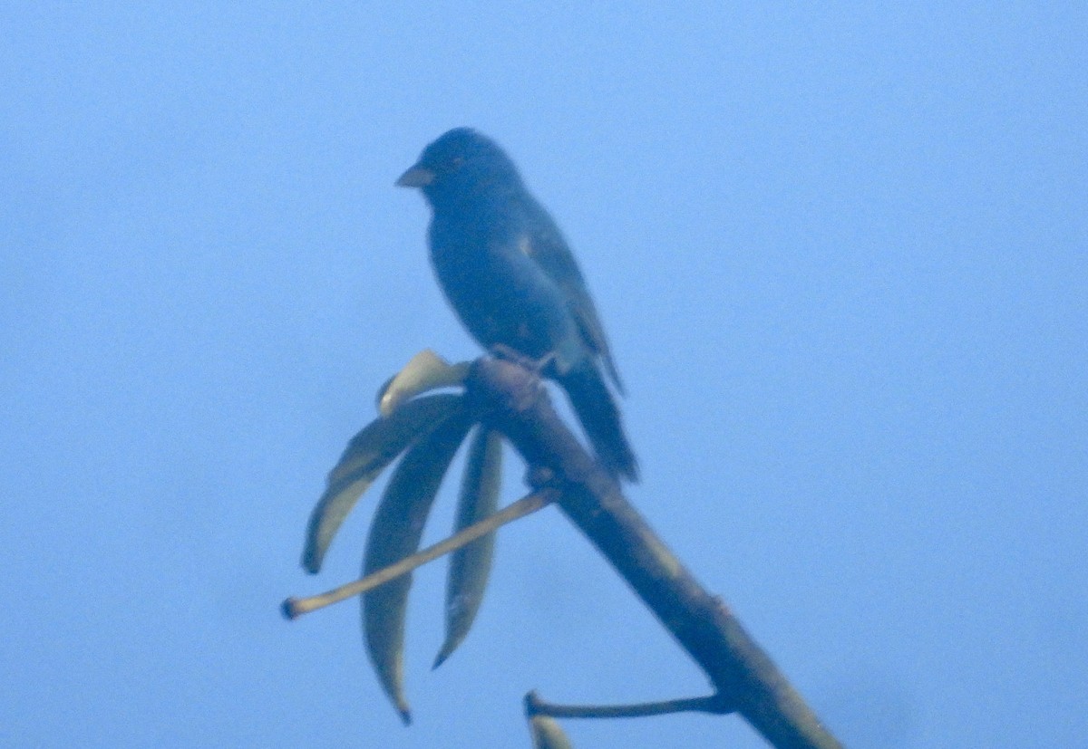 Indigo Bunting - ML632275282