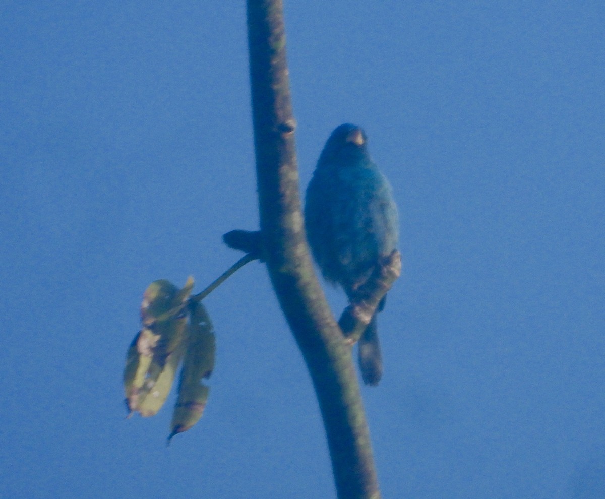 Indigo Bunting - ML632275286