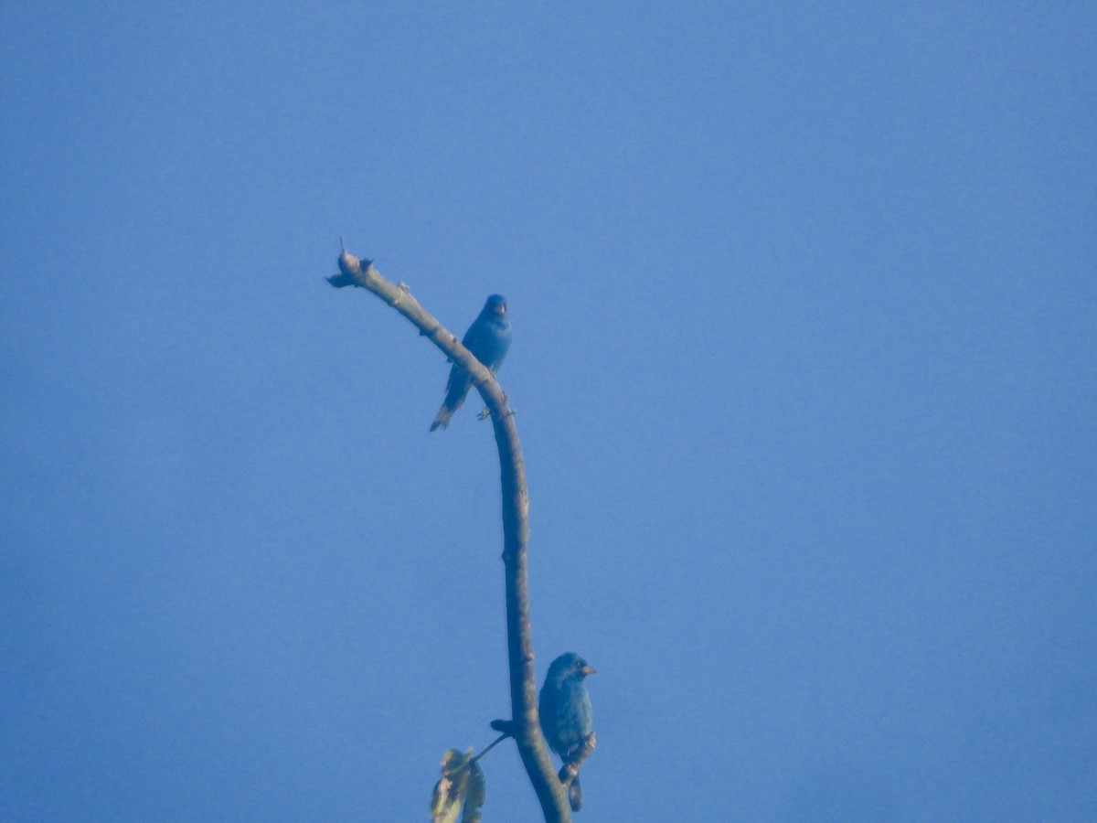 Indigo Bunting - ML632275288
