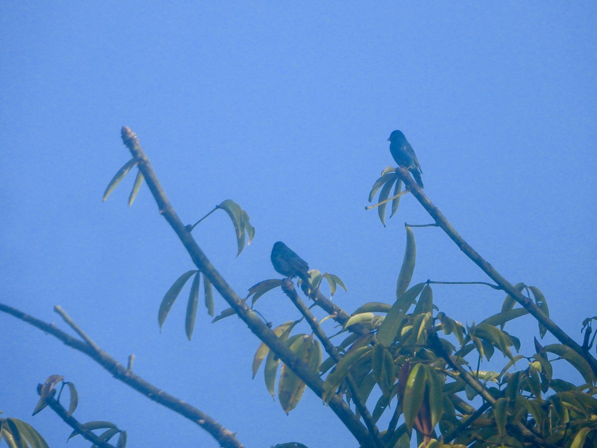 Indigo Bunting - ML632275289