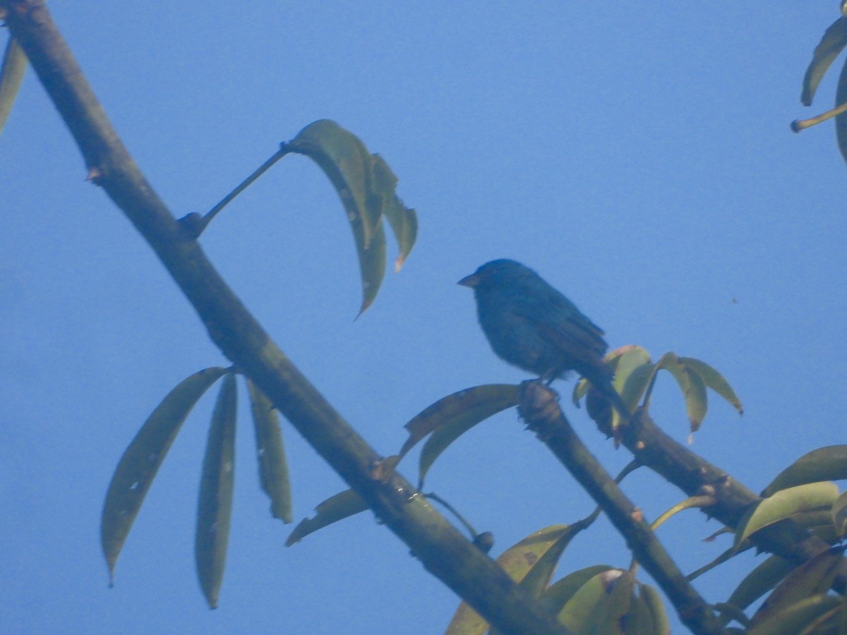 Indigo Bunting - ML632275290