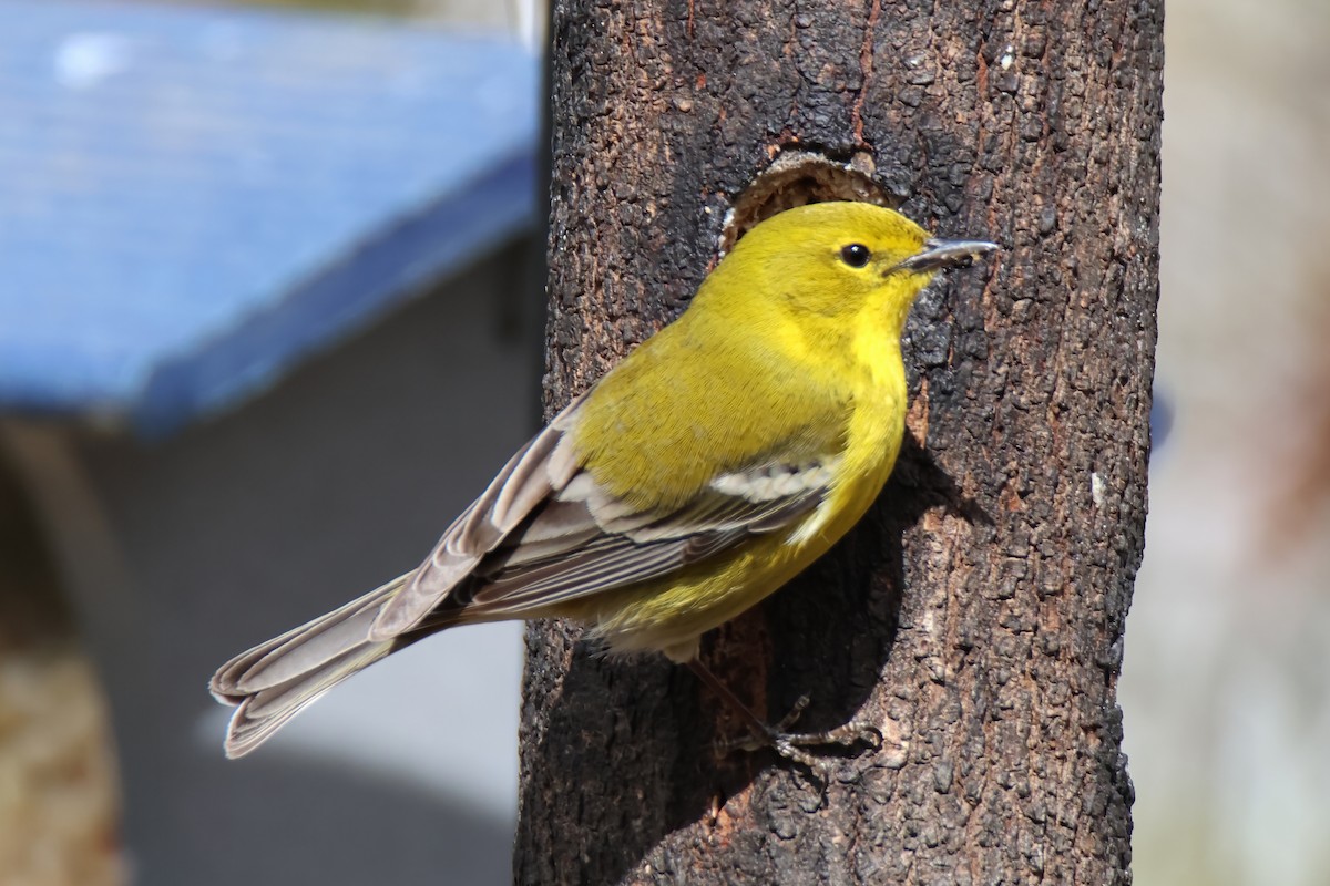 Pine Warbler - ML632275363