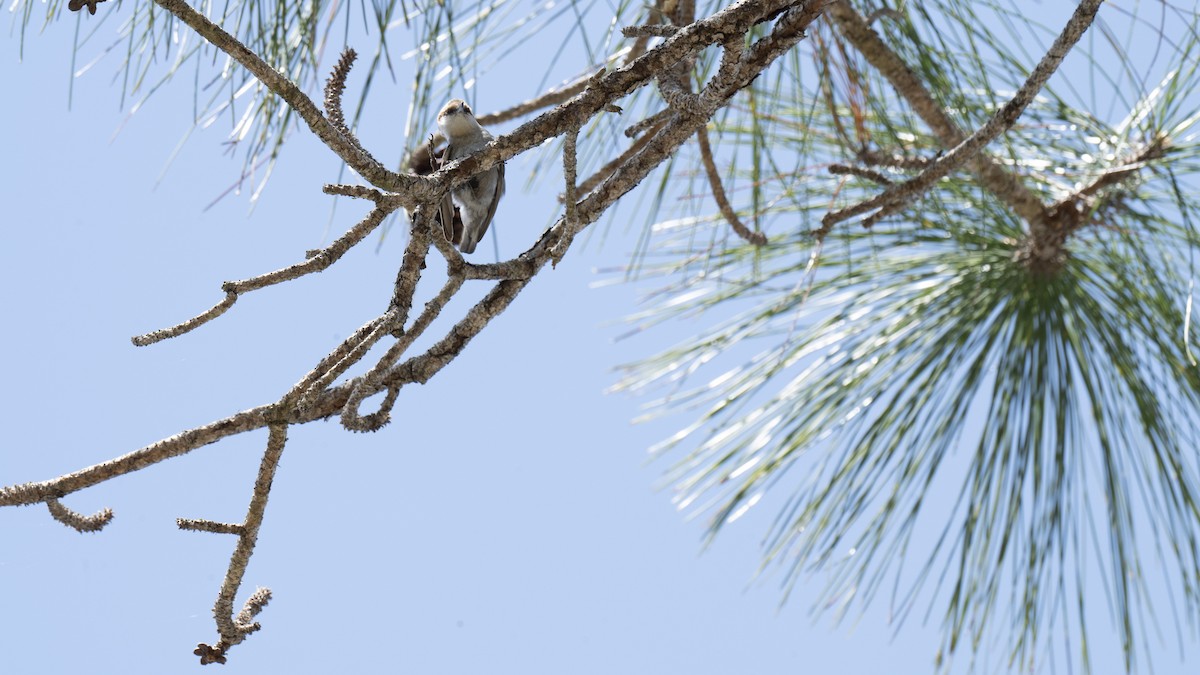 Brown-headed Nuthatch - ML632275429