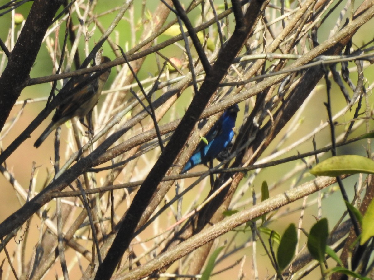 Indigo Bunting - ML632275522