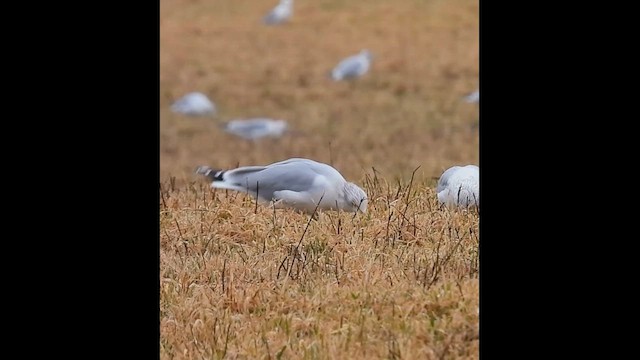 Ring-billed Gull - ML632275673