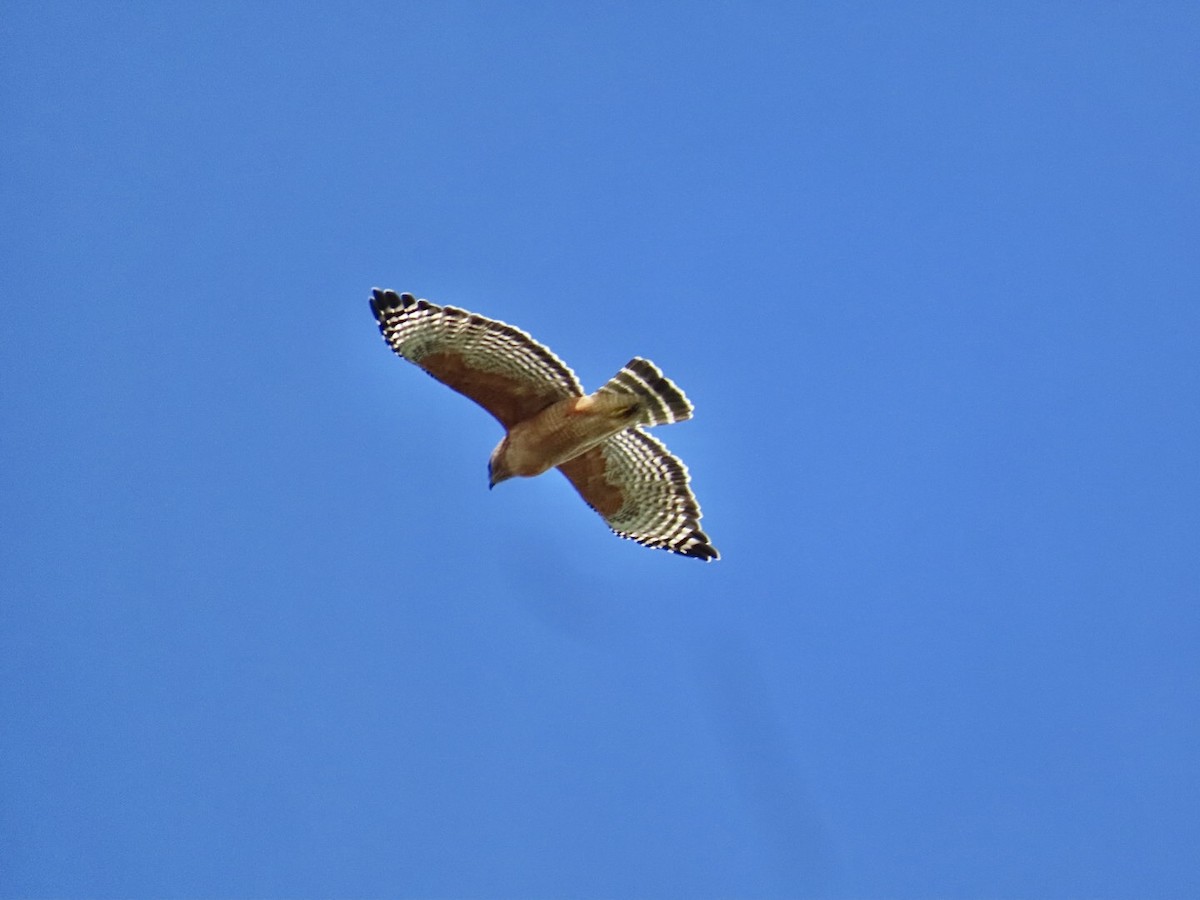 Red-shouldered Hawk - ML632275679