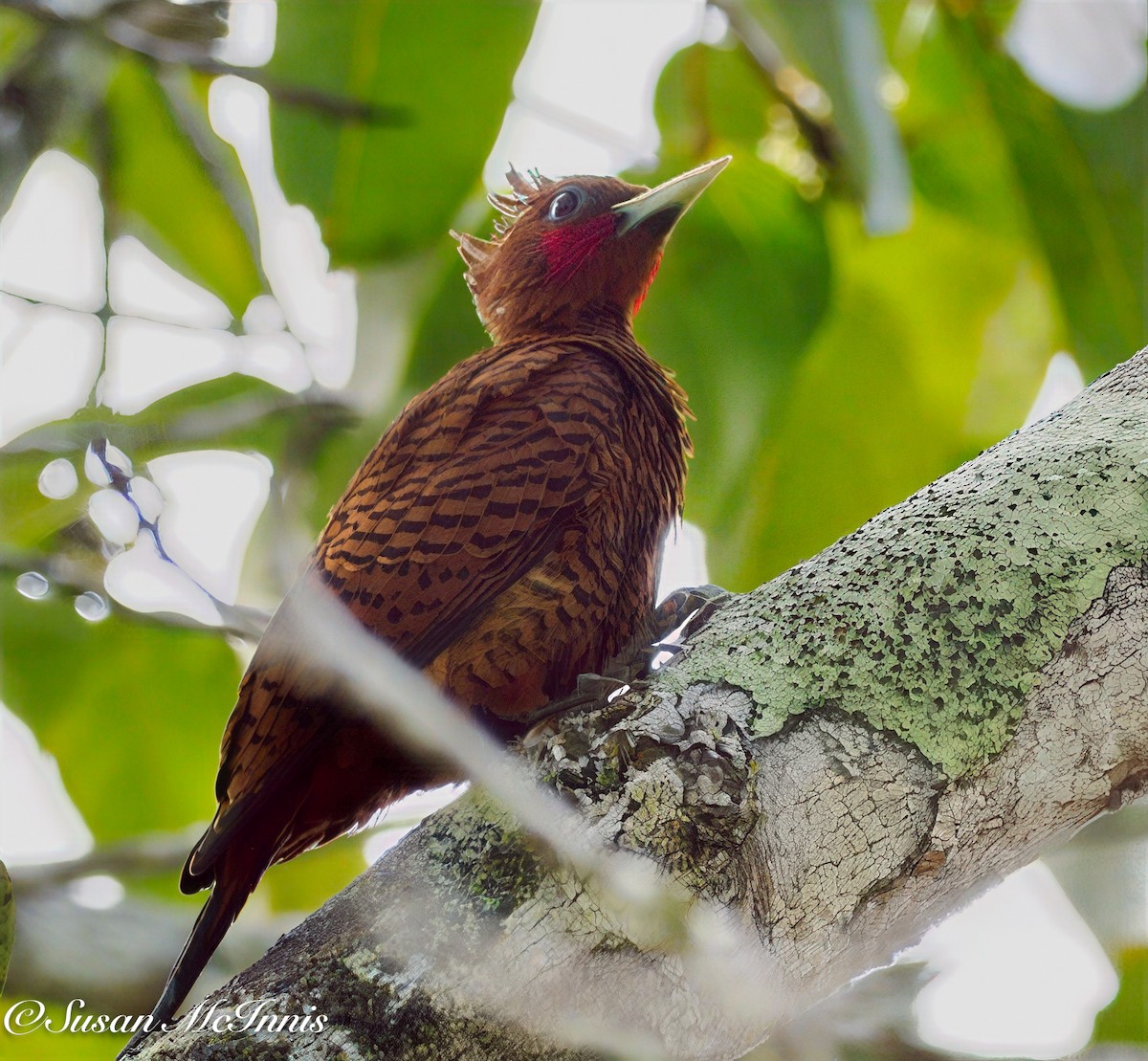 Waved Woodpecker (Scale-breasted) - ML632275709