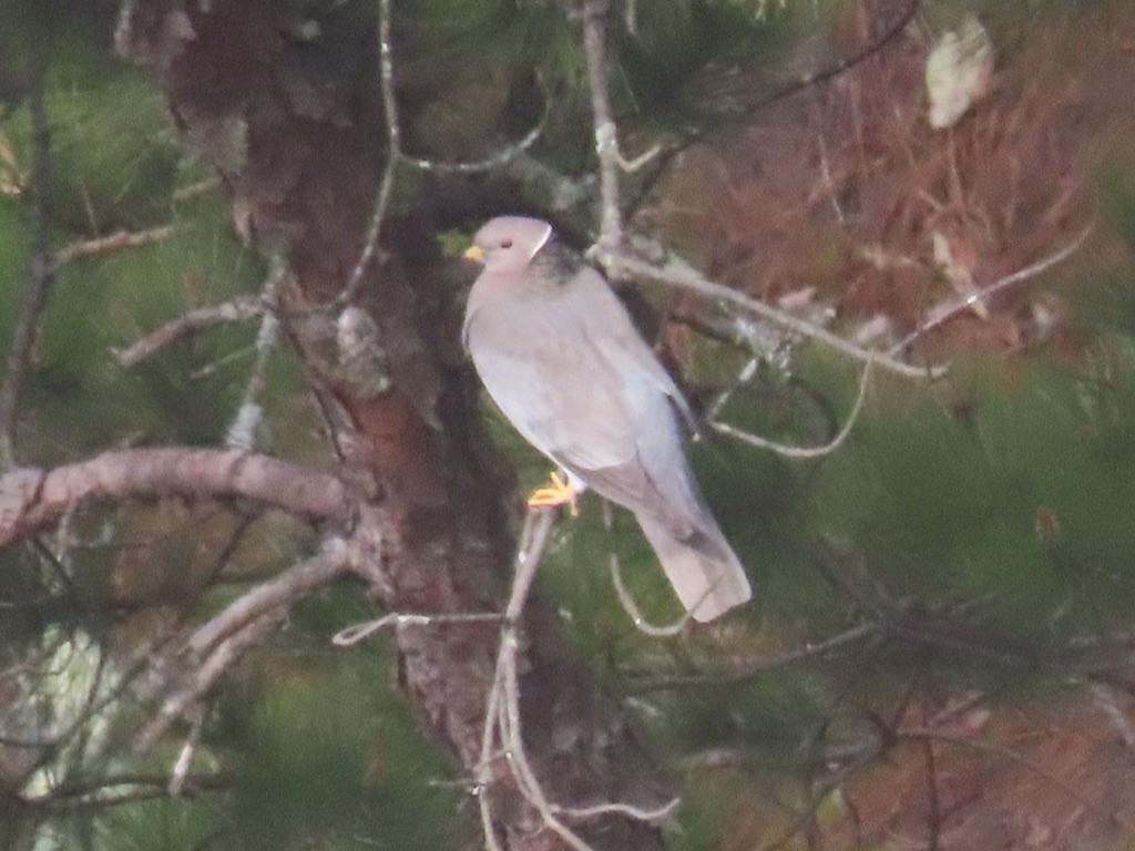 Band-tailed Pigeon - ML632275810