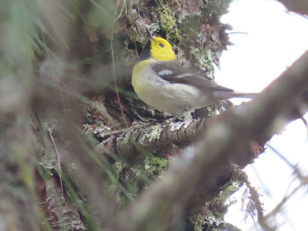 Hermit Warbler - ML632275835