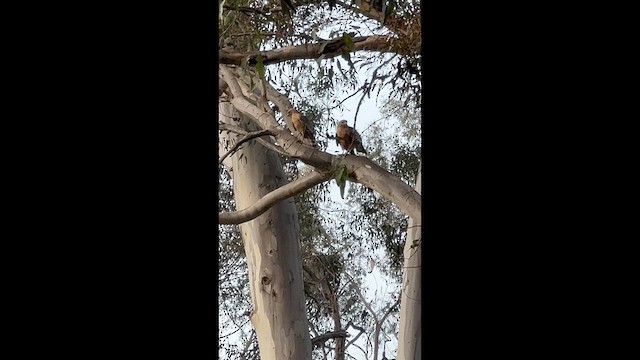 Red-shouldered Hawk (elegans) - ML632275998