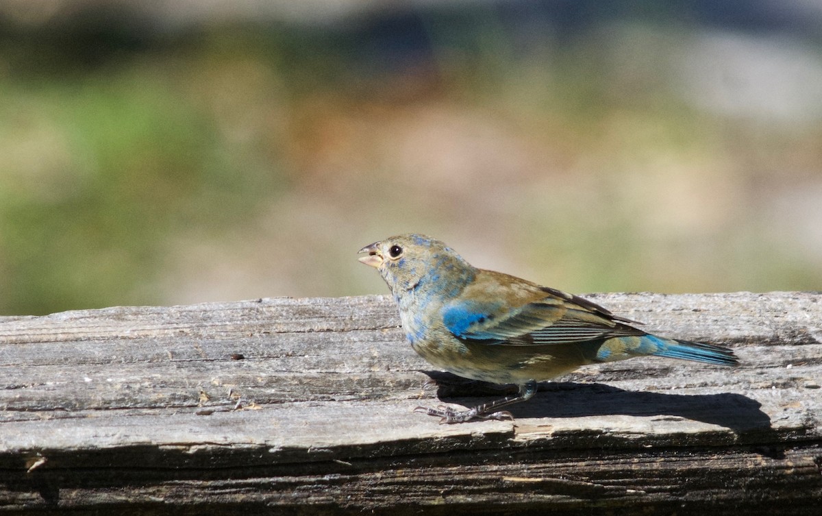 Indigo Bunting - ML632276004