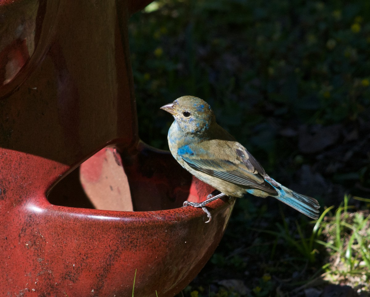 Indigo Bunting - ML632276006