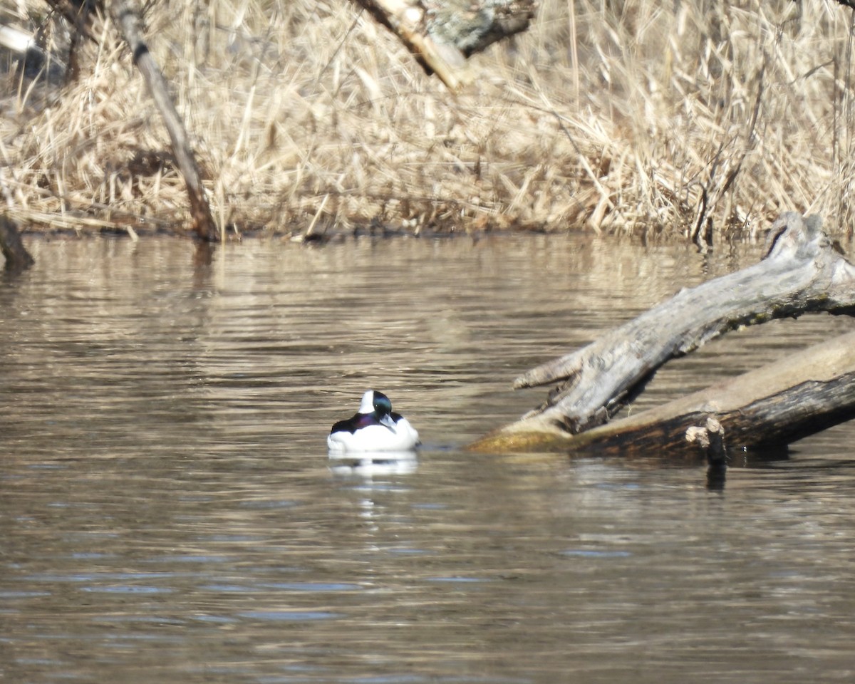 Bufflehead - ML632276018