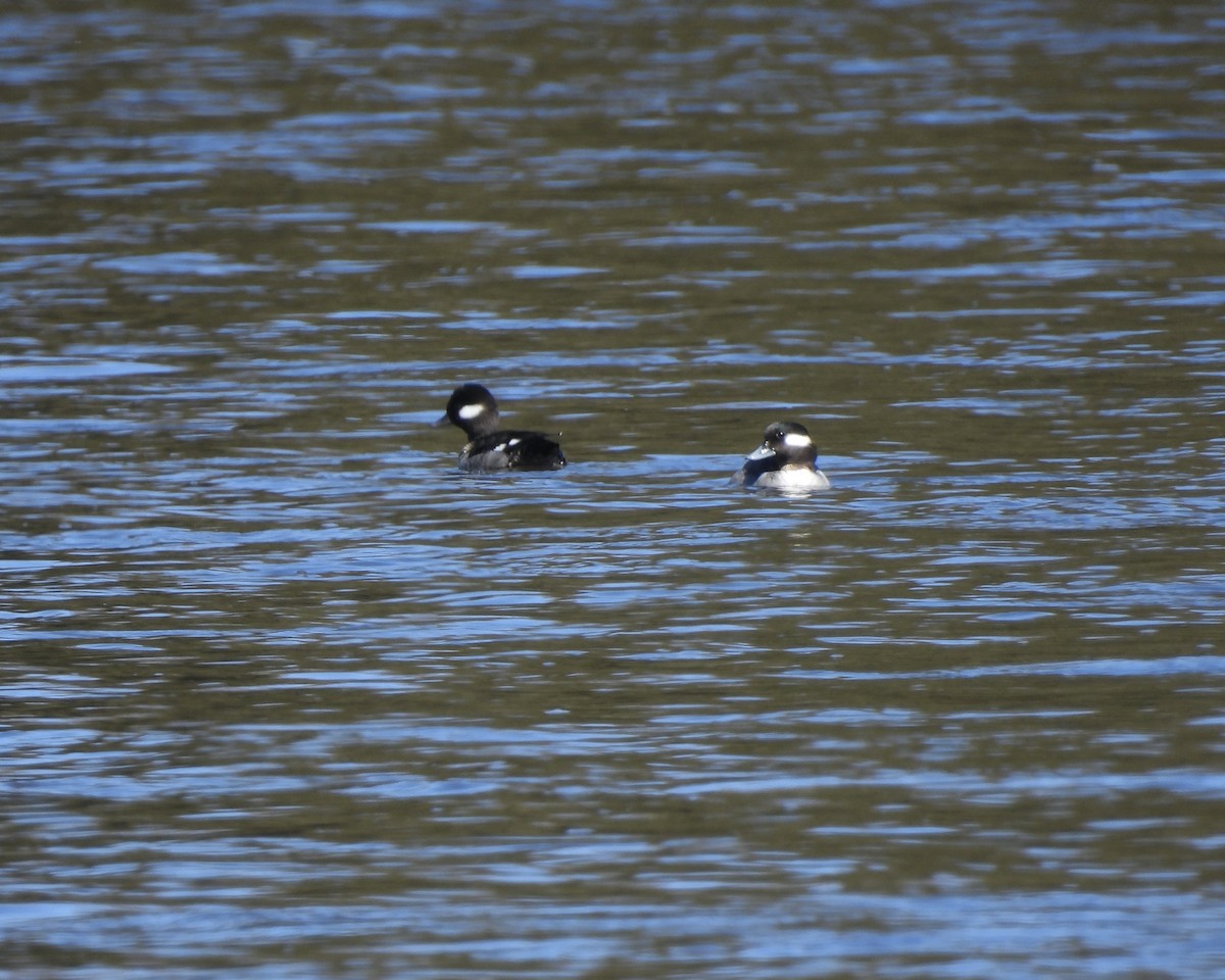 Bufflehead - ML632276020