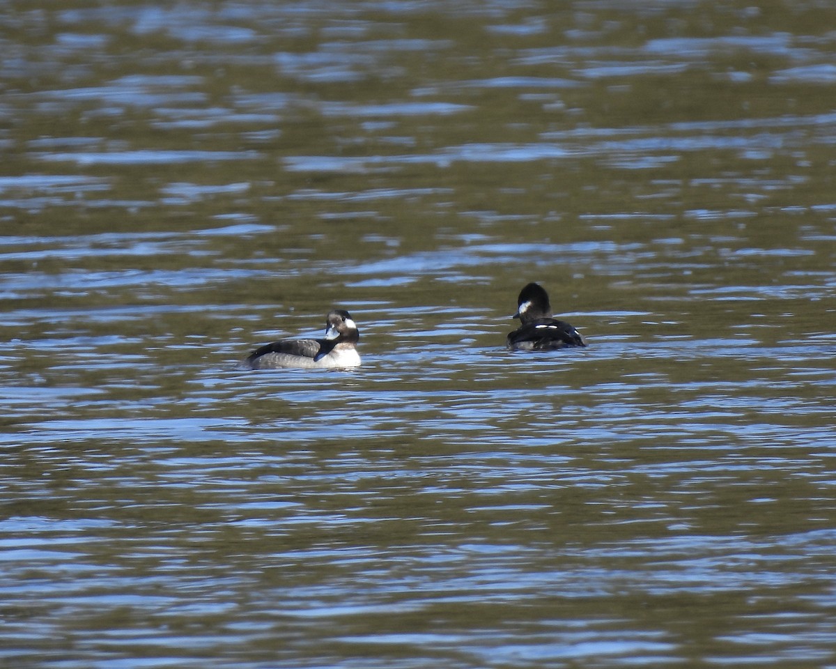 Bufflehead - ML632276024
