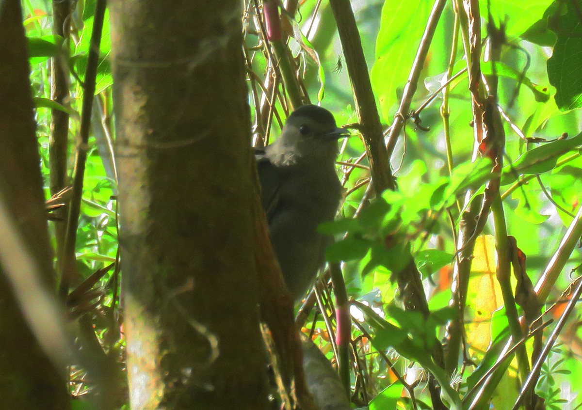 Gray Catbird - ML632276157