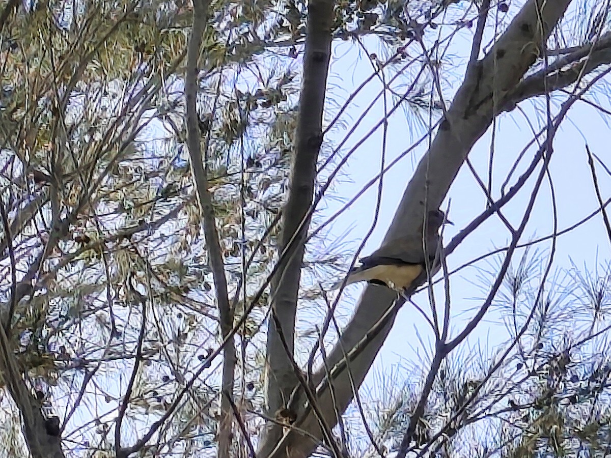 Горлиця мала - ML632276265