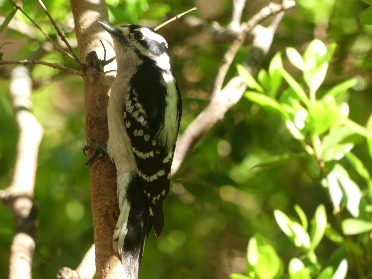 Downy Woodpecker - ML632276315