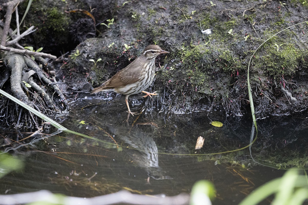 Louisiana Waterthrush - ML632276362