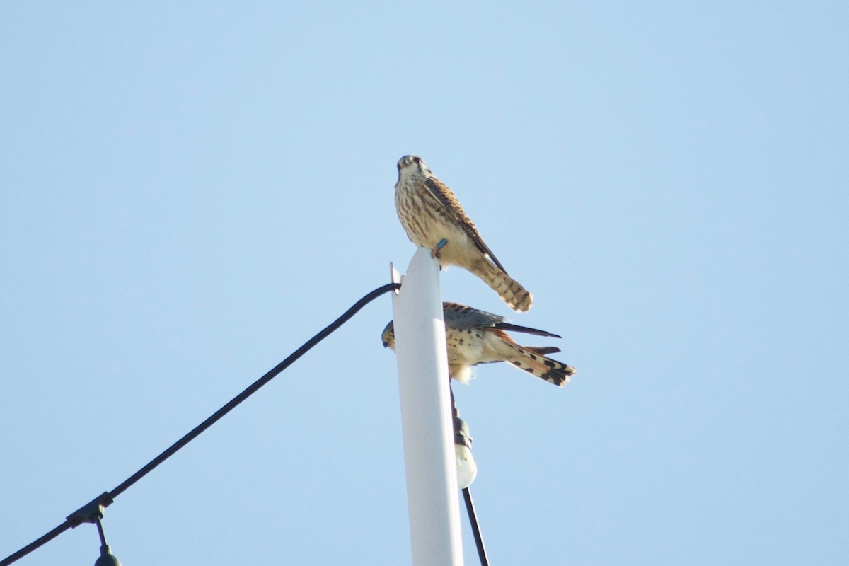 American Kestrel - ML632276402