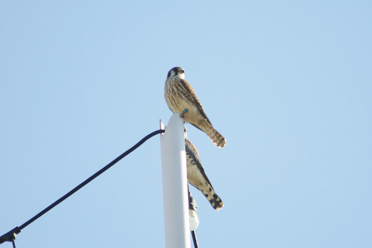 American Kestrel - ML632276403