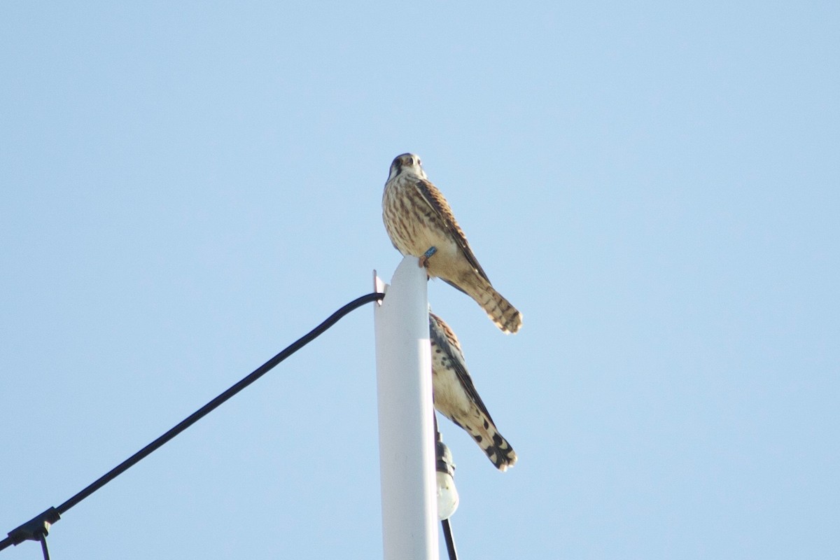 American Kestrel - ML632276404