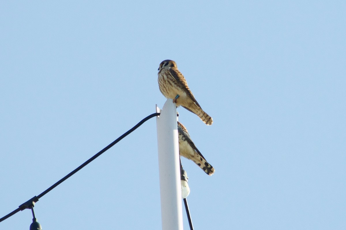 American Kestrel - ML632276406
