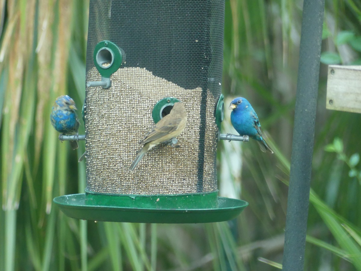 Indigo Bunting - ML632276424